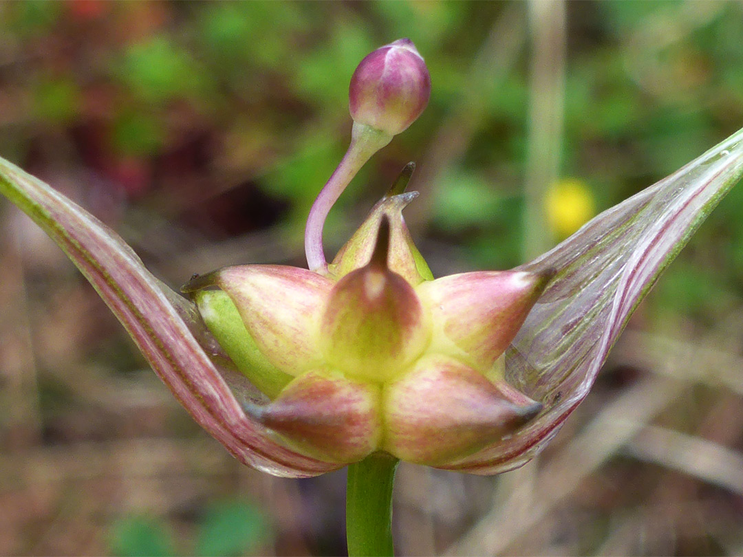 Single flower