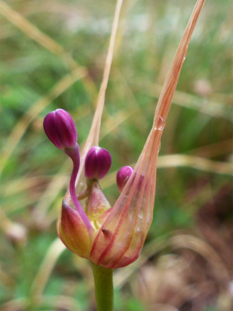 Developing inflorescence