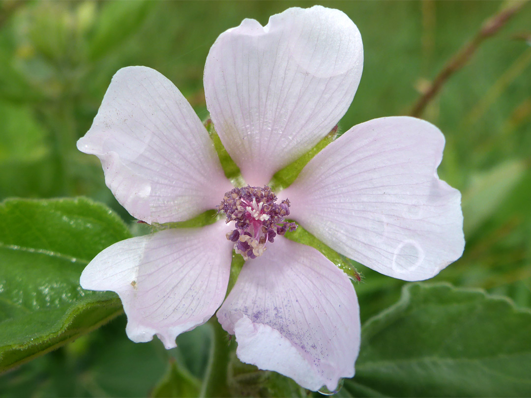 Five-petalled flower