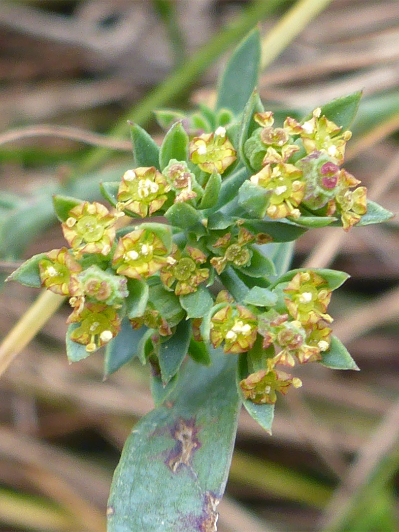 Dense inflorescence