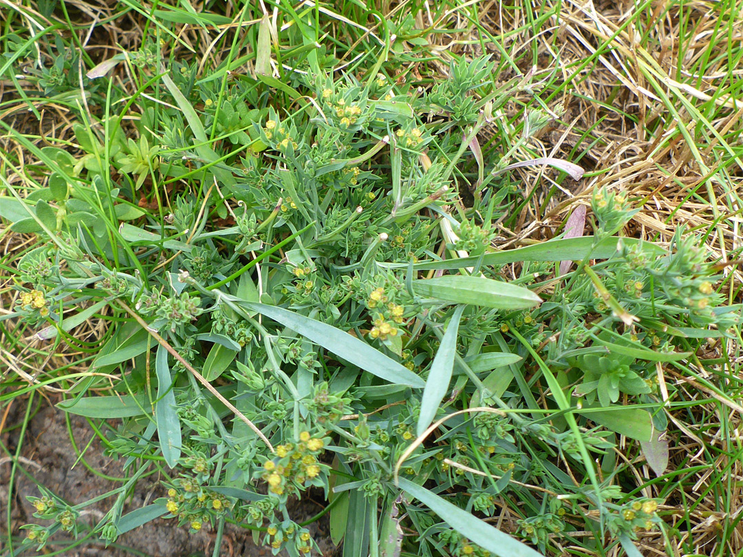 Spreading plant