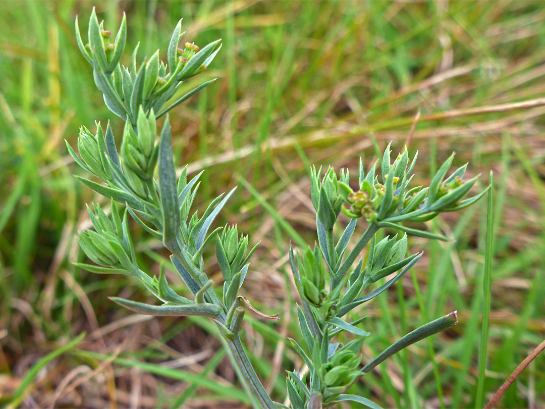 Leaves and bracts