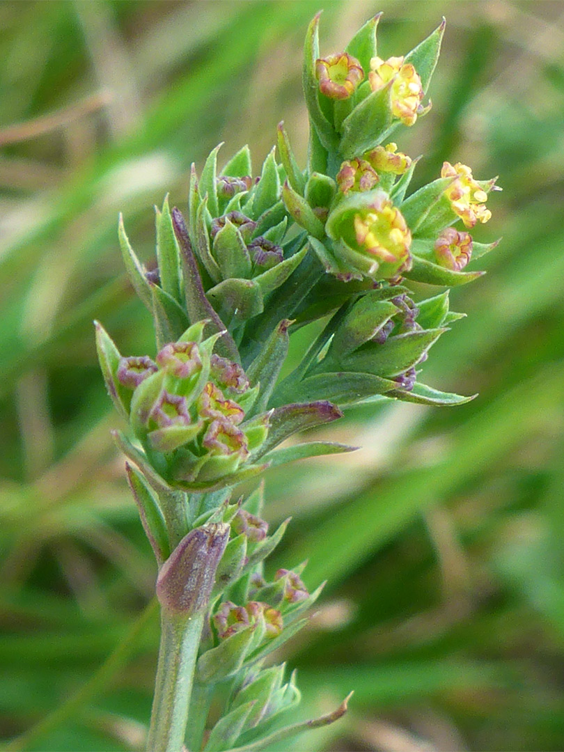 Flowering stem