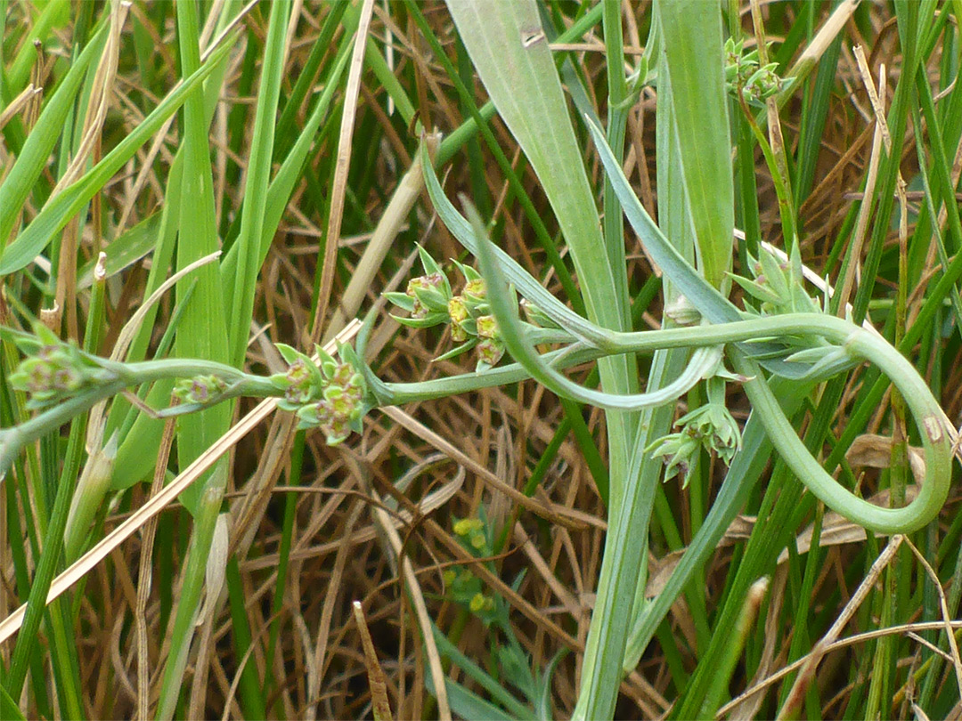 Curvy stem