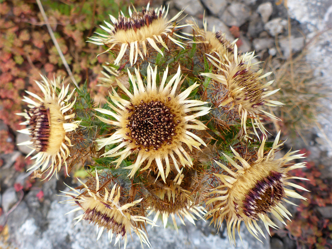 Large flowerheads