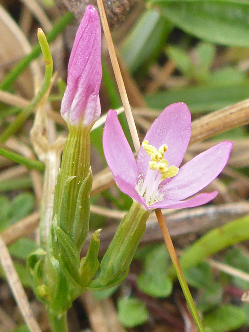 Two pink flowers