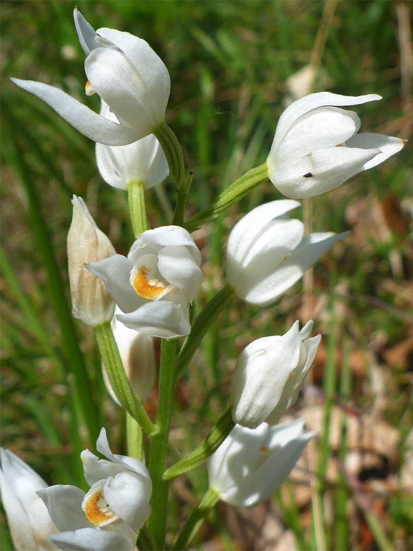 White flowers