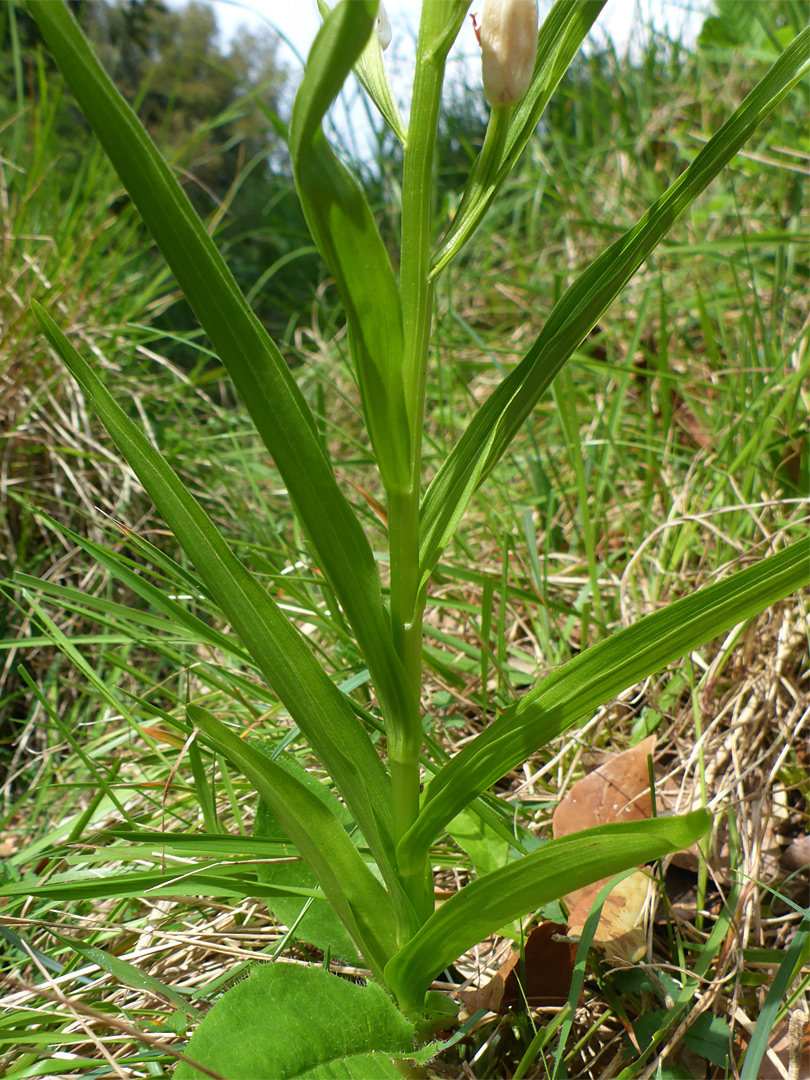 Alternate leaves