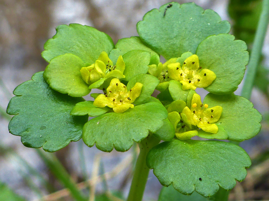 Dark anthers