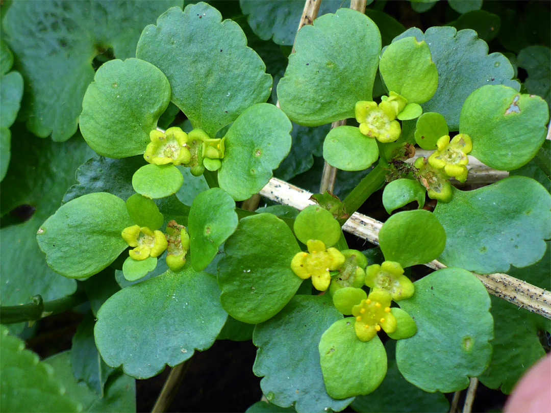 Bracts and flowers