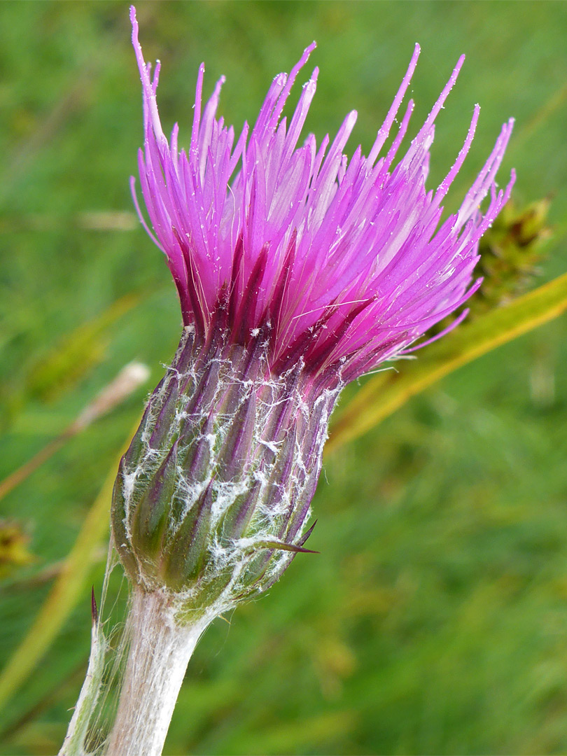 Cobwebby hairs