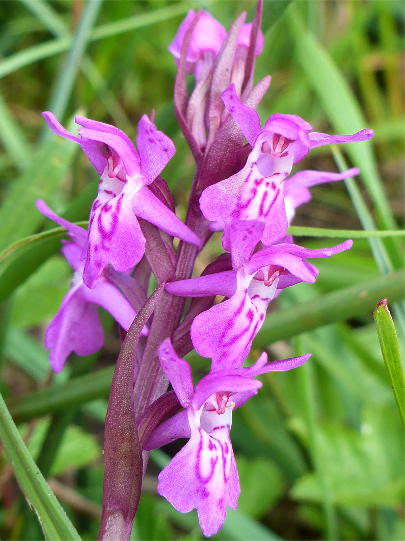 Dactylorhiza x wintonii