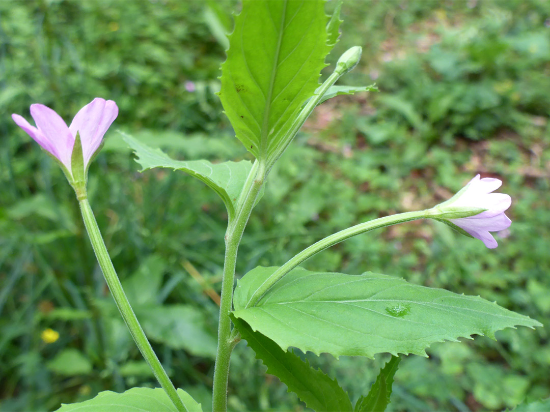 Leaves and flowers