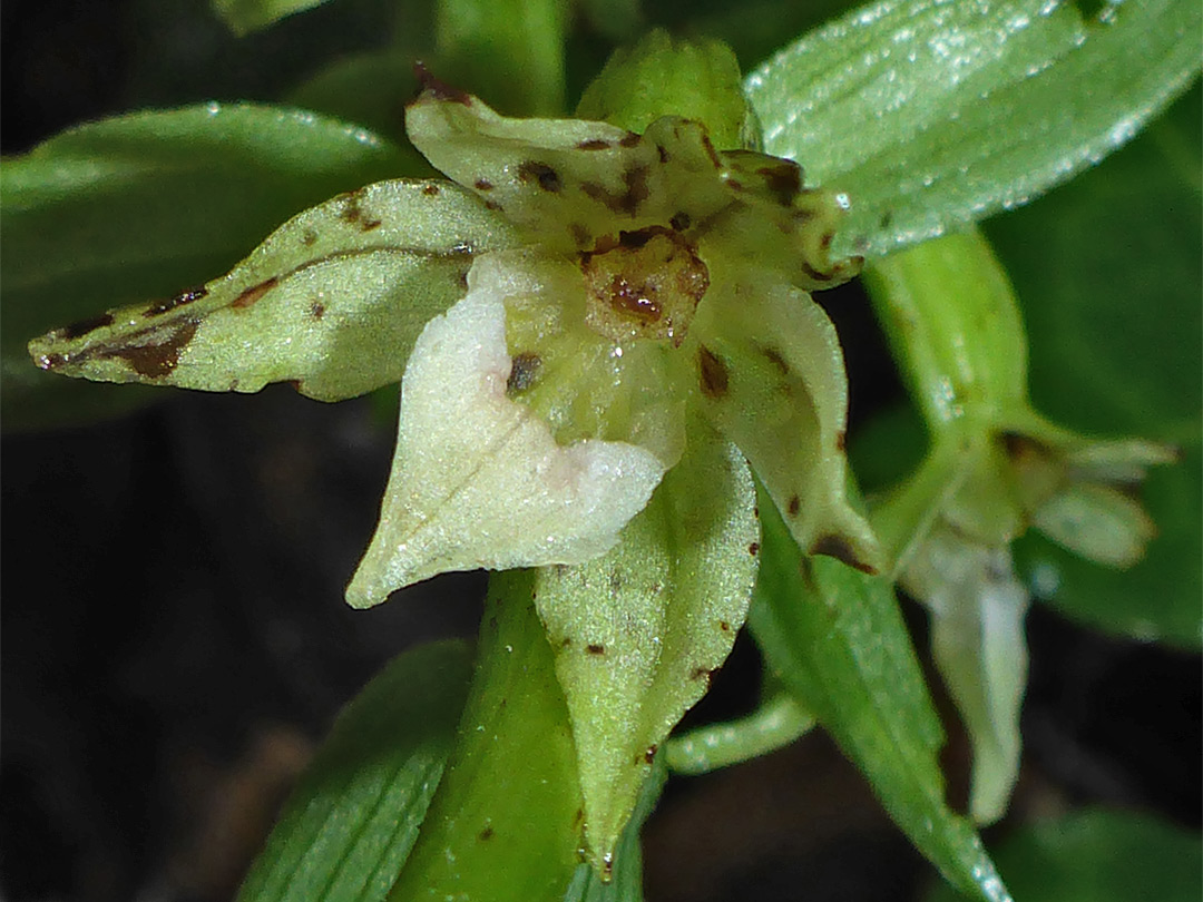 Withering flower