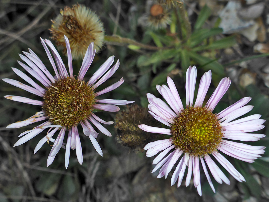 Two flowerheads