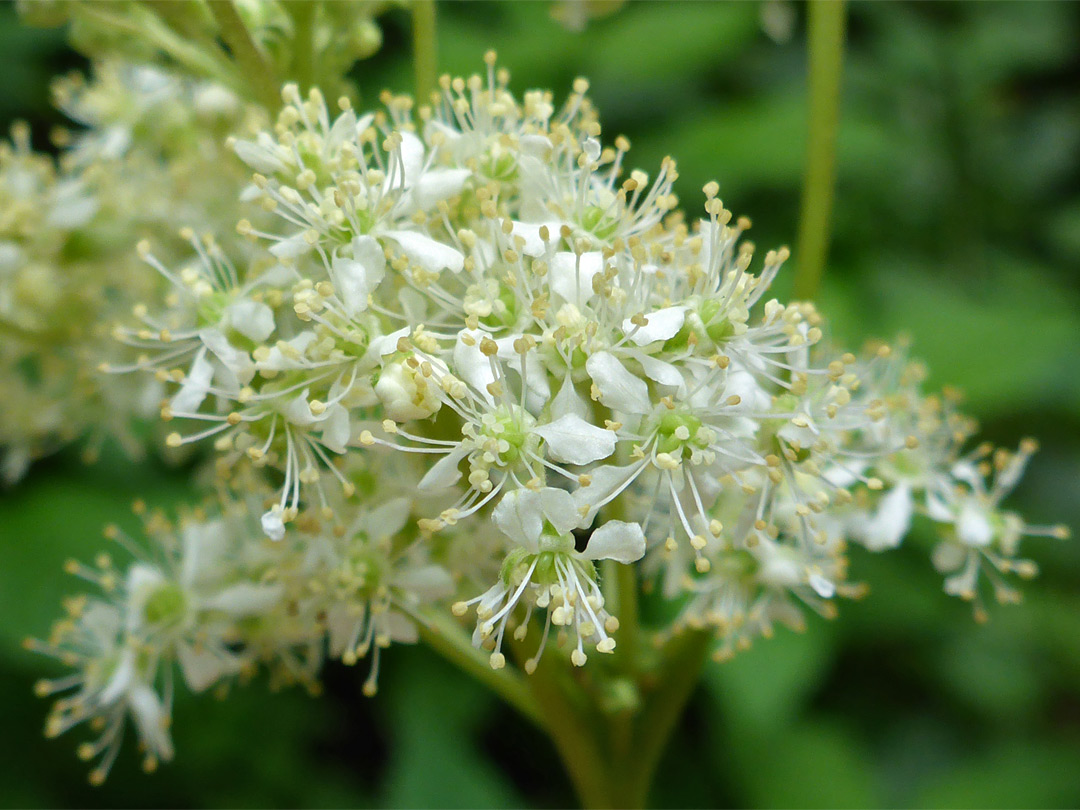 Greenish-yellow flowers