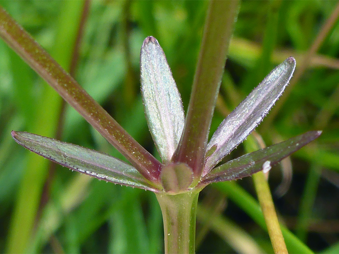 Tiny leaf hairs