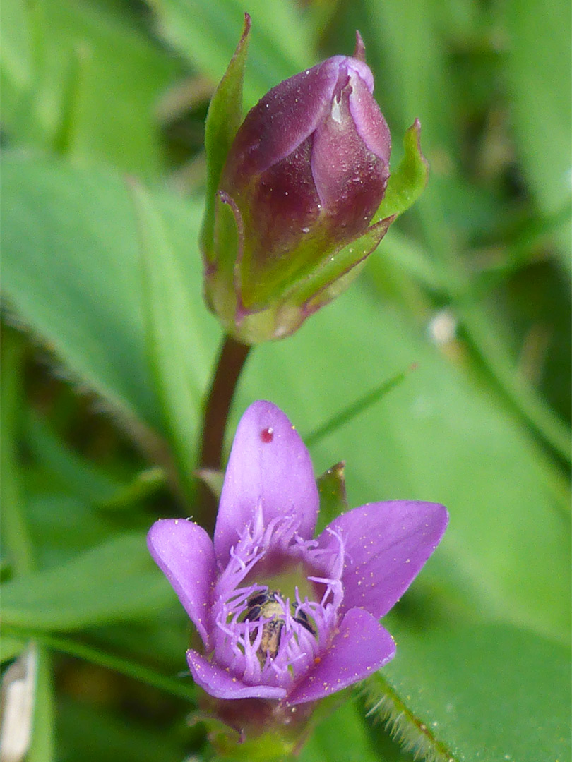 Flower and bud