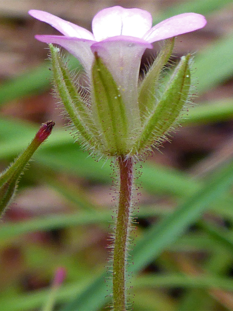 Photographs Of Geranium Rotundifolium Uk Wildflowers Hairy Spreading Sepals