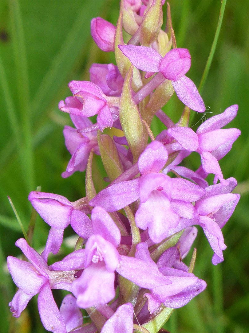 Bracted inflorescence