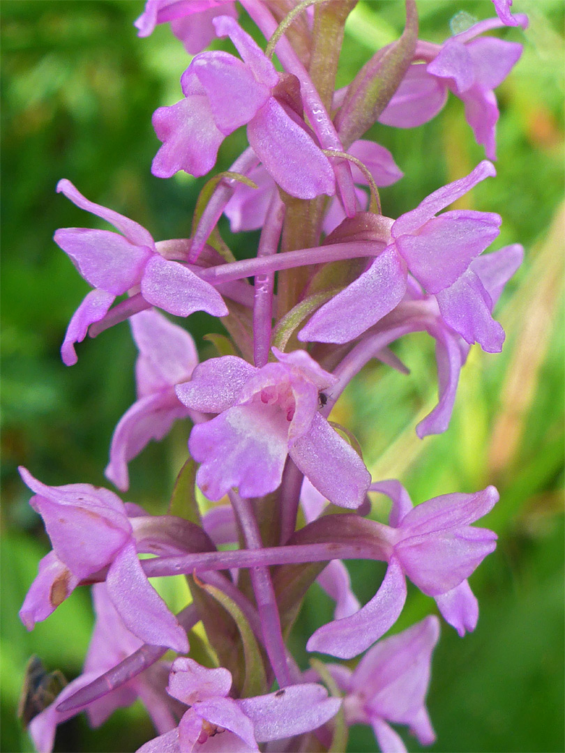 Dark pink flowers