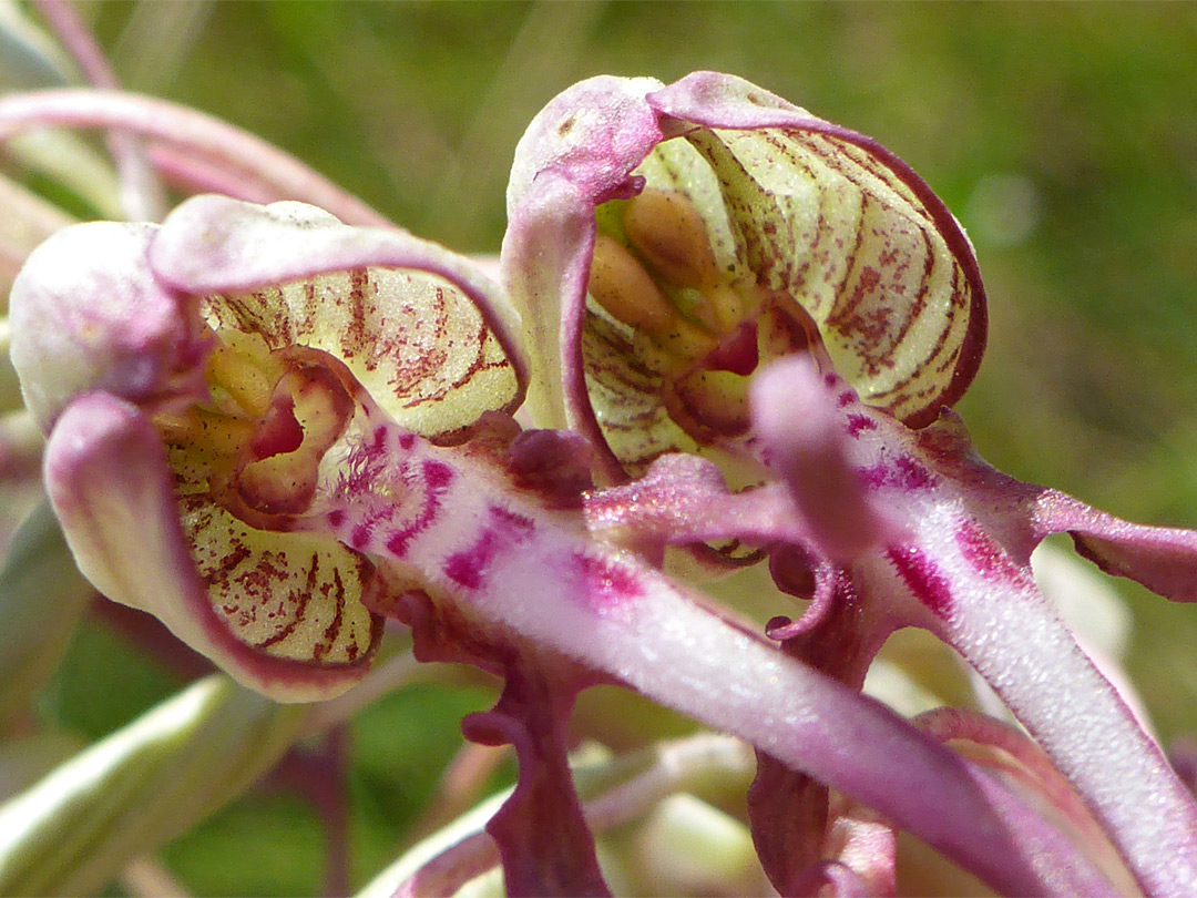 Cupped sepals