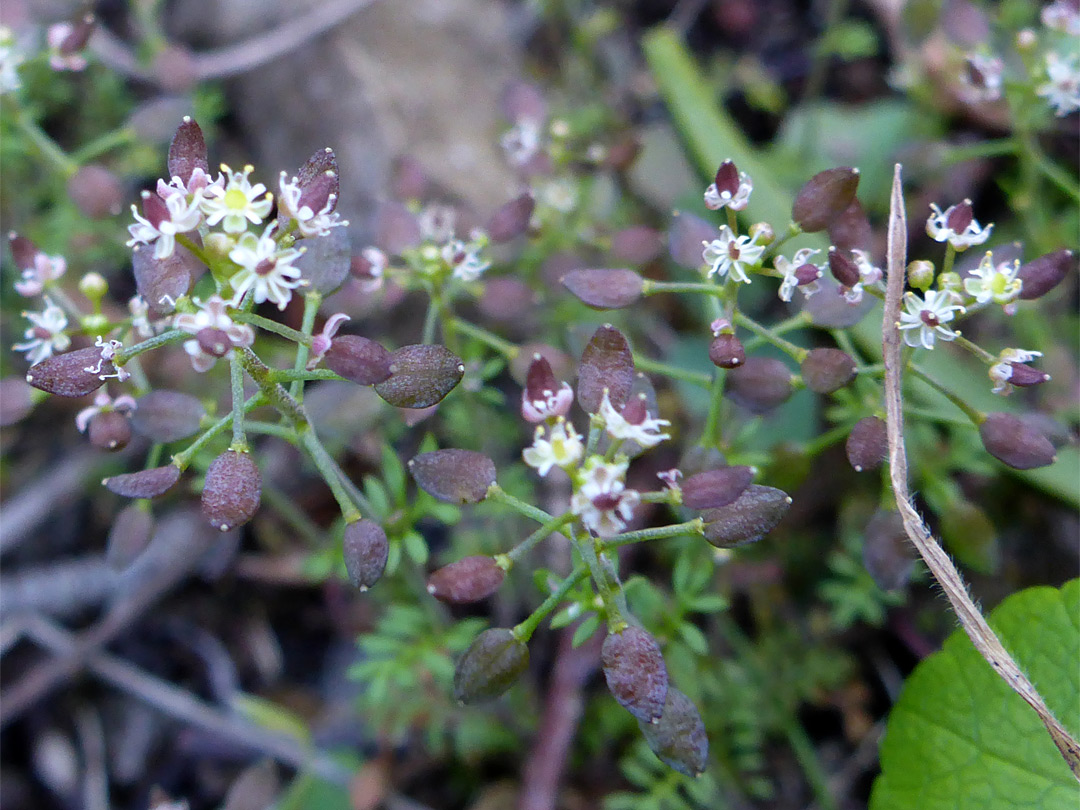 Flowering stems