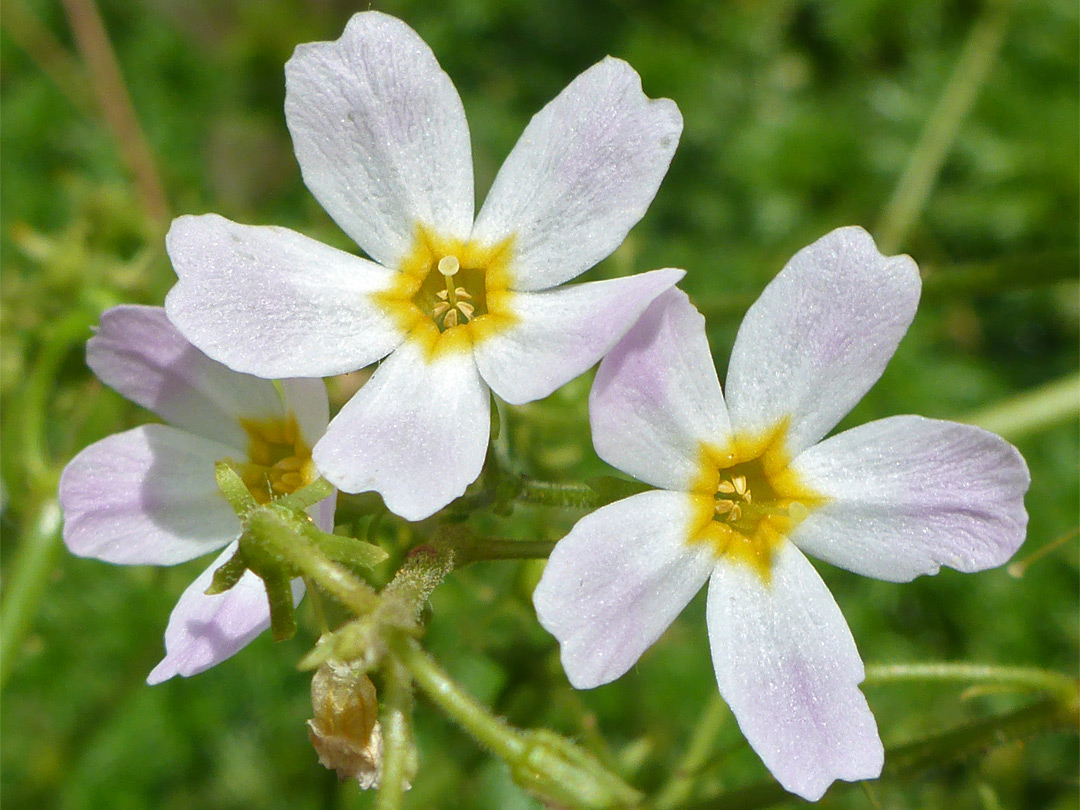 Three flowers