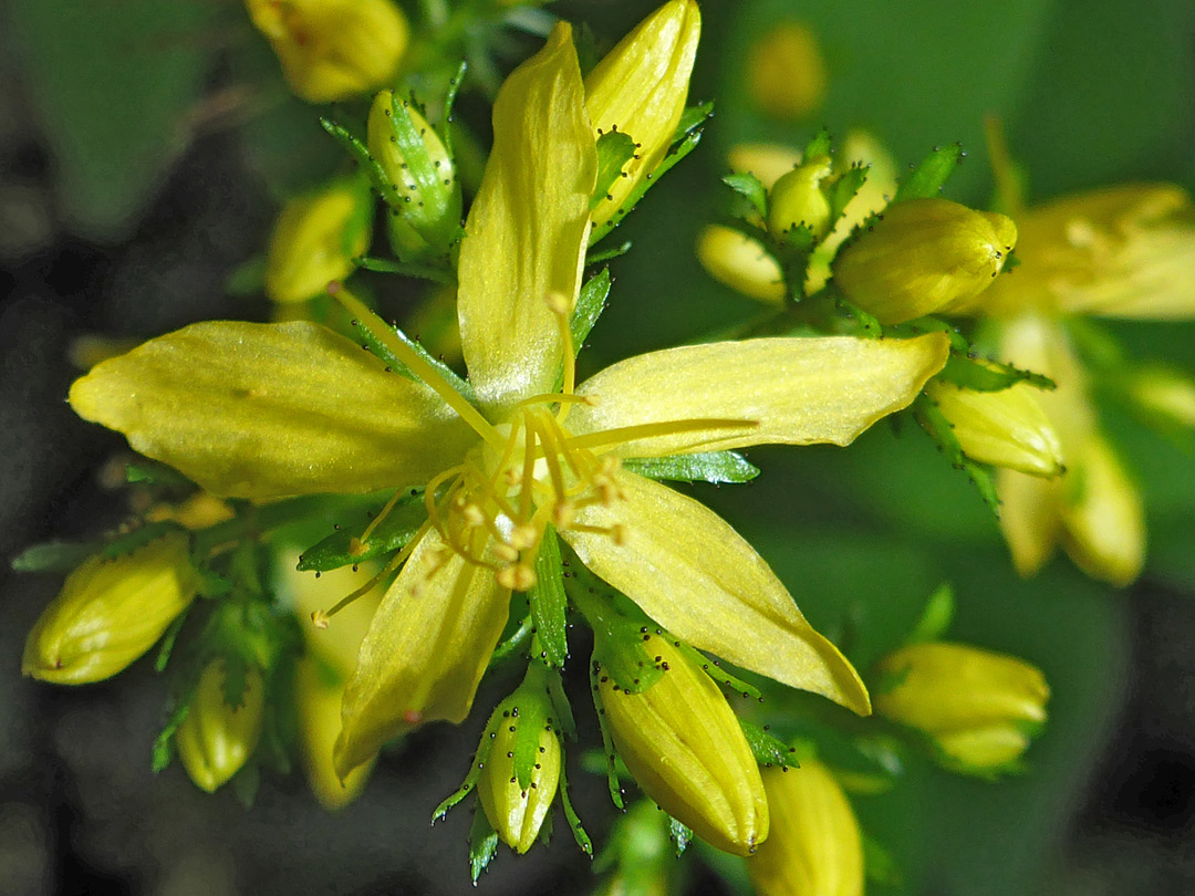 Shiny yellow petals