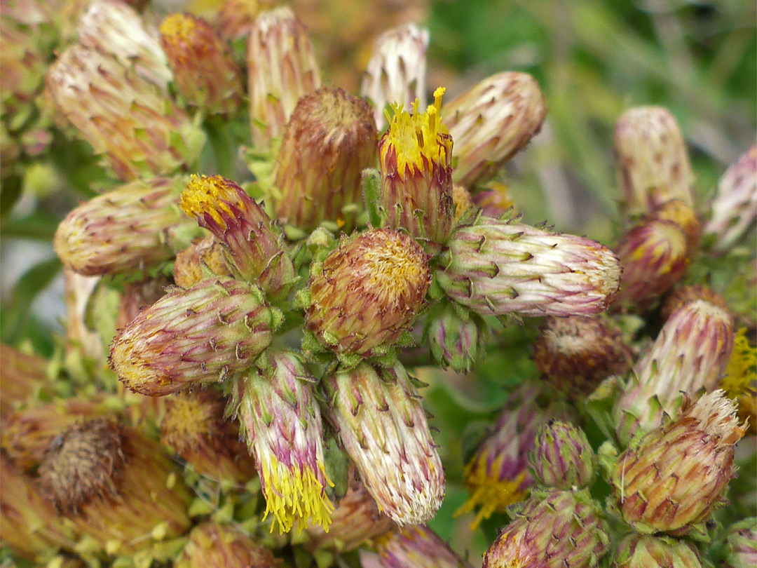 Ploughman's-spikenard