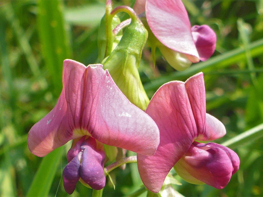 Three purple flowers