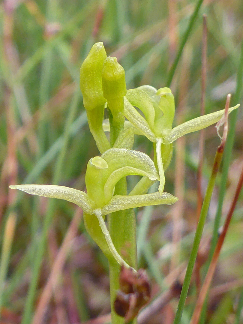 Hairless flowers