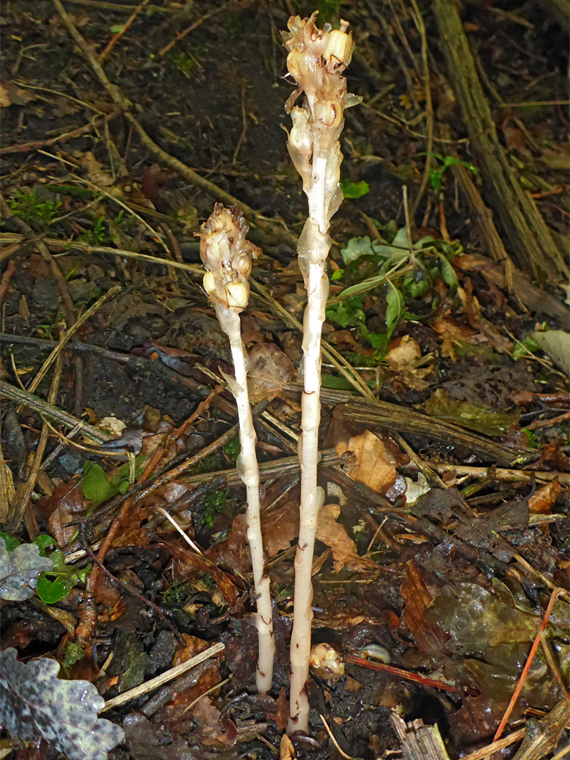 Two stems