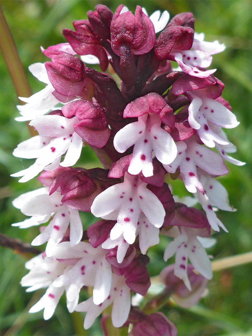 Red-purple flowers