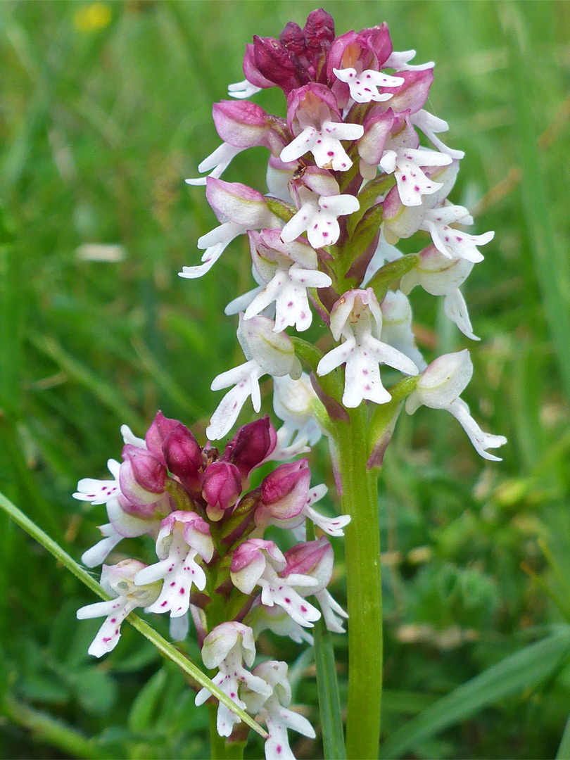 Two flower stalks