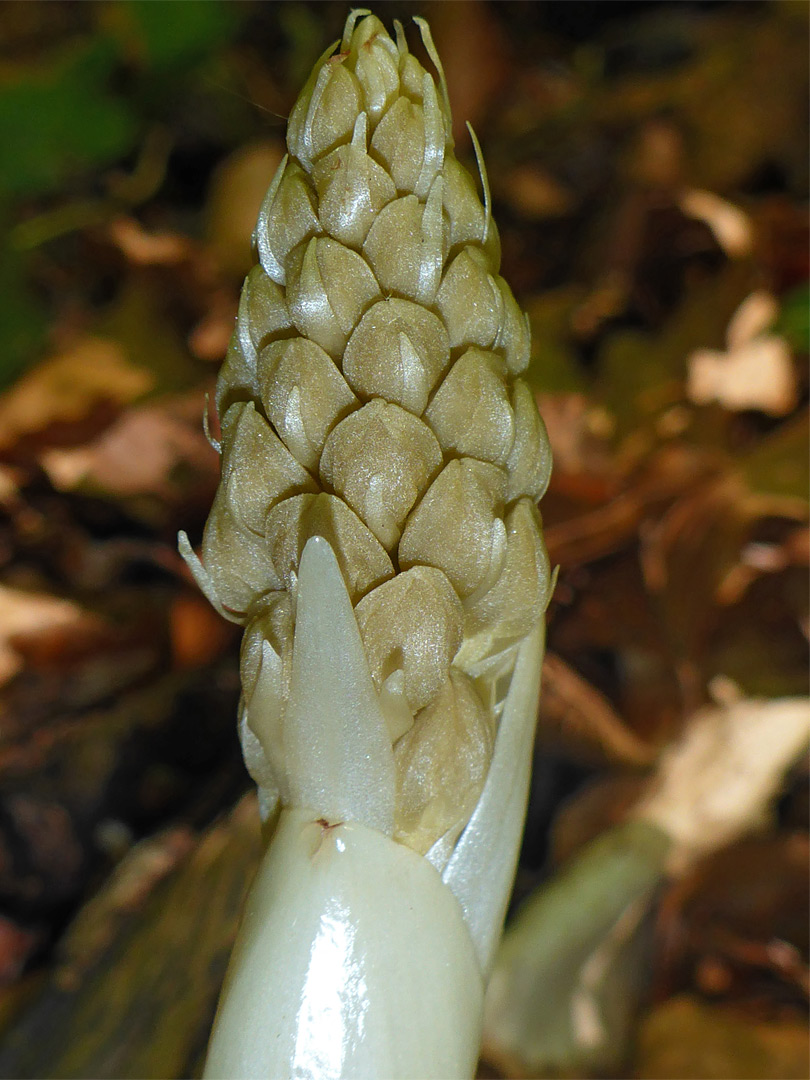 Nascent flower stalk