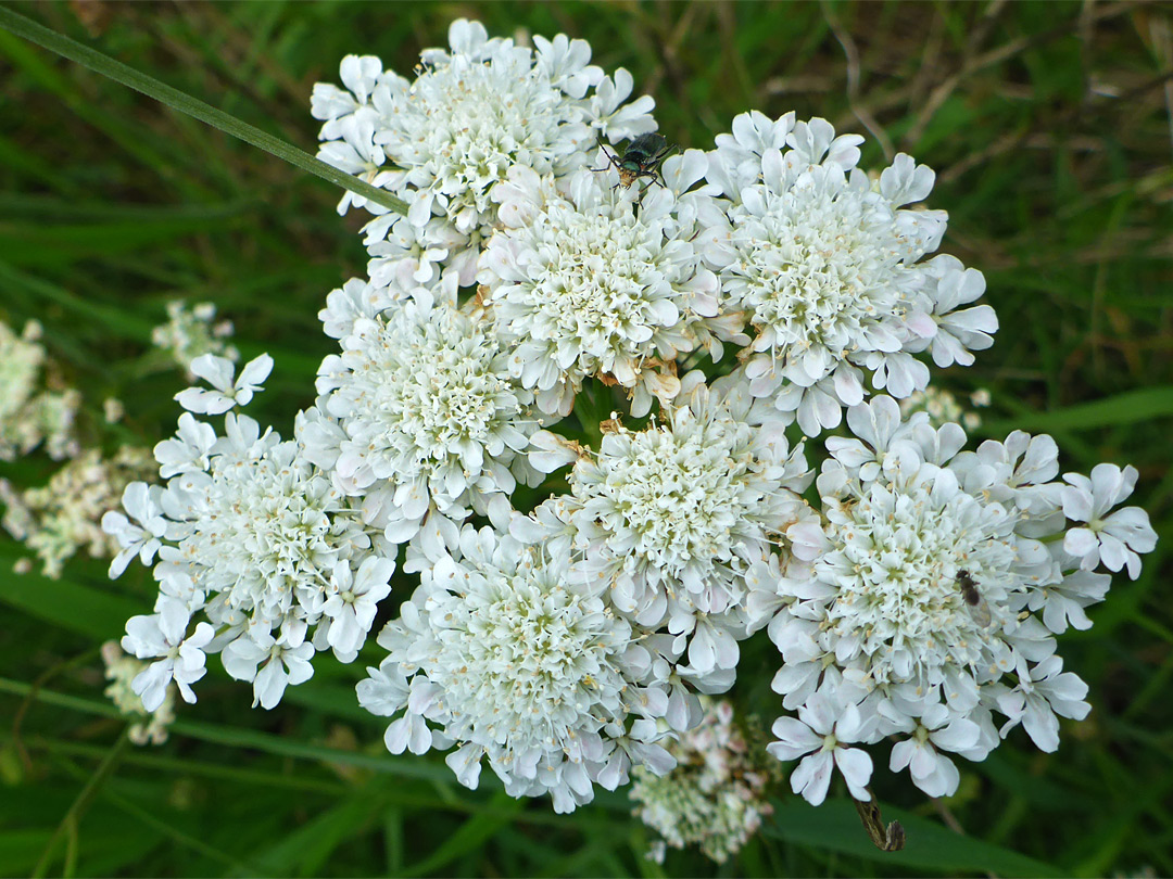 Flat-topped inflorescence