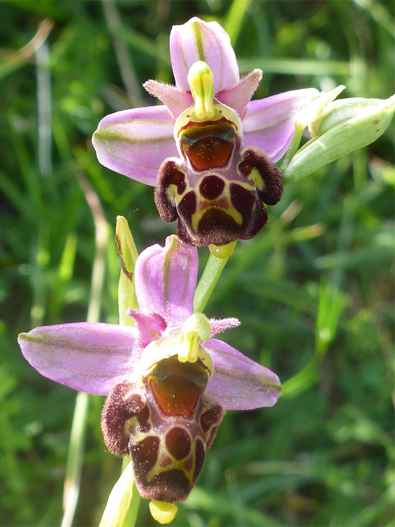 Pair of flowers