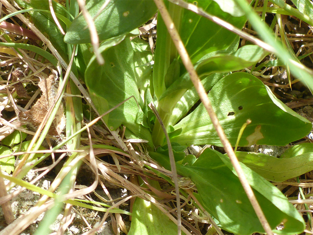 Leaves