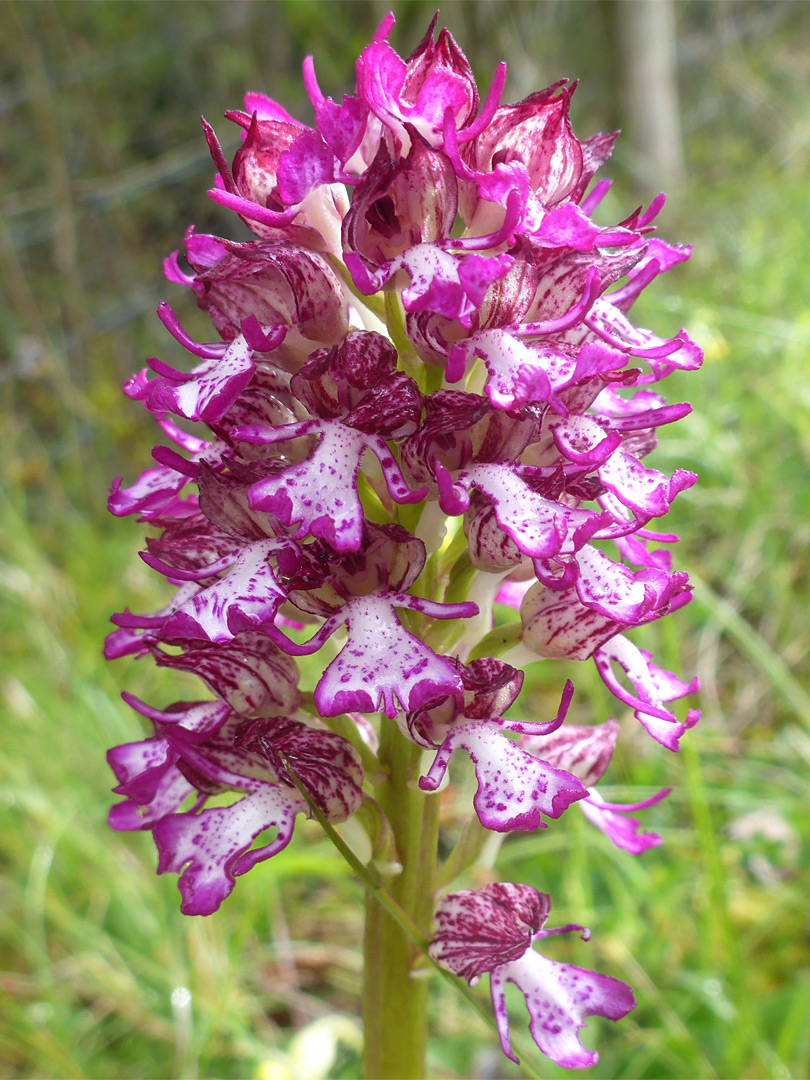 Dense flower spike