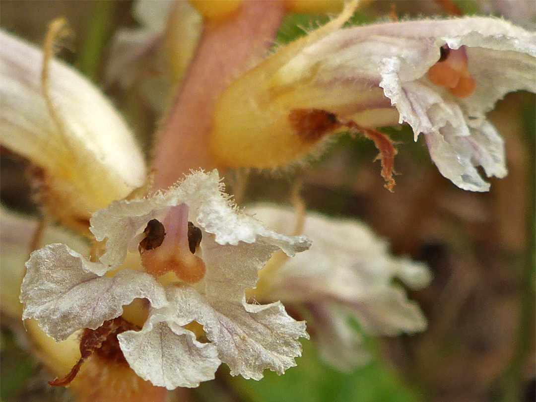 Hairy, wavy-edged corolla