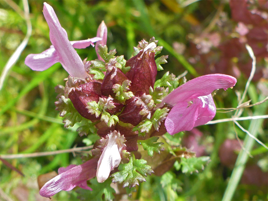 Bracts and flowers