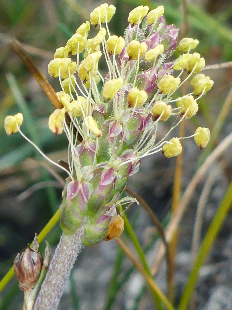 Yellow anthers