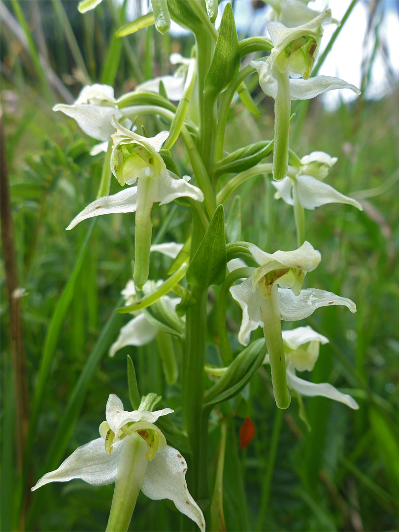 Bracted inflorescence