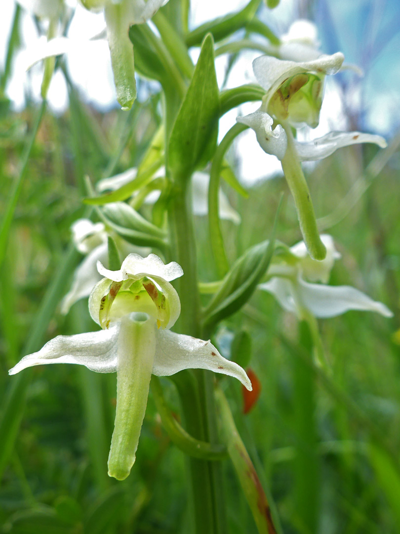 Greenish flower