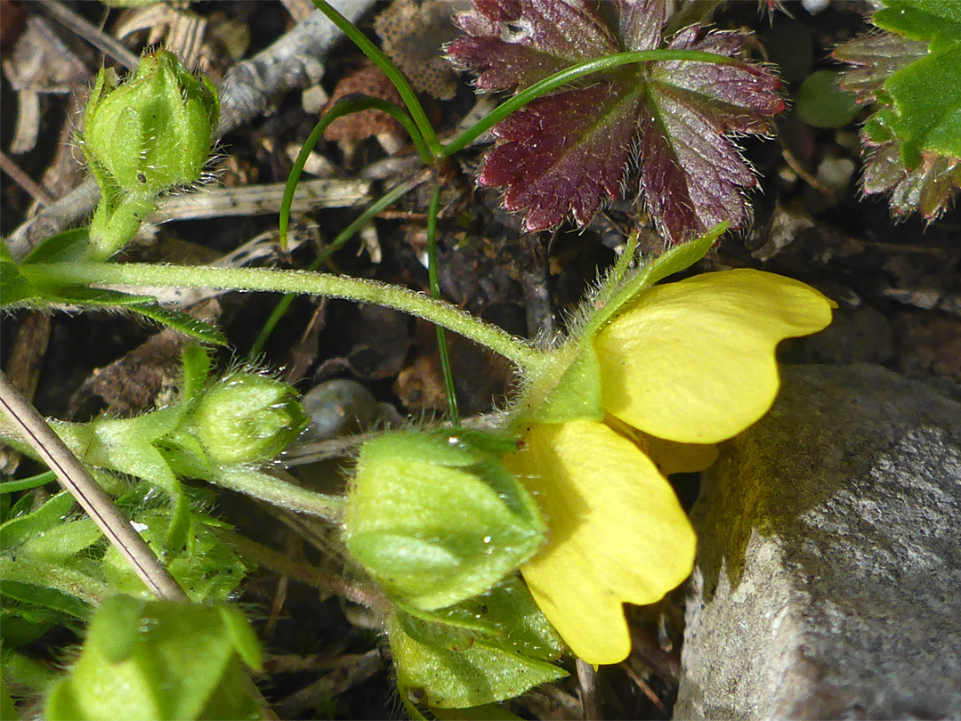 Hairy inflorescence