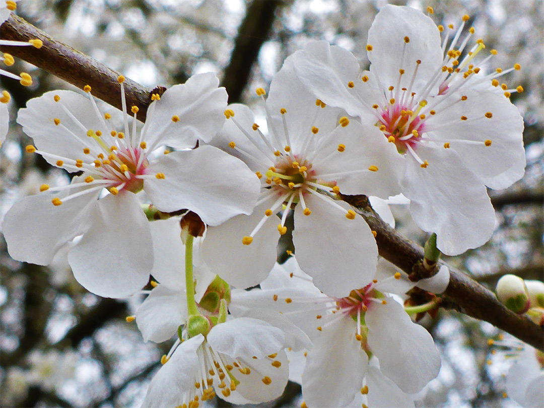 Branch and flowers