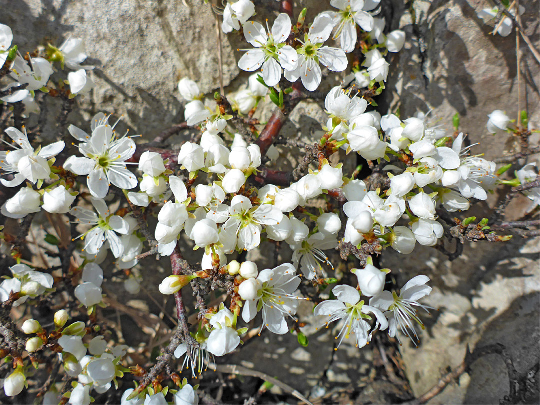 Low-growing plant