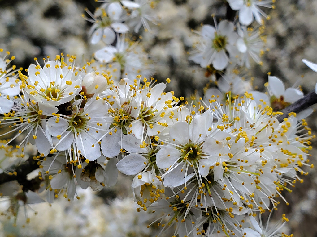 Cluster of flowers