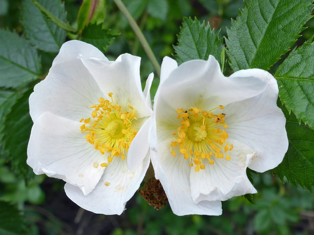 Photographs Of Rosa Canina Uk Wildflowers Two White Flowers